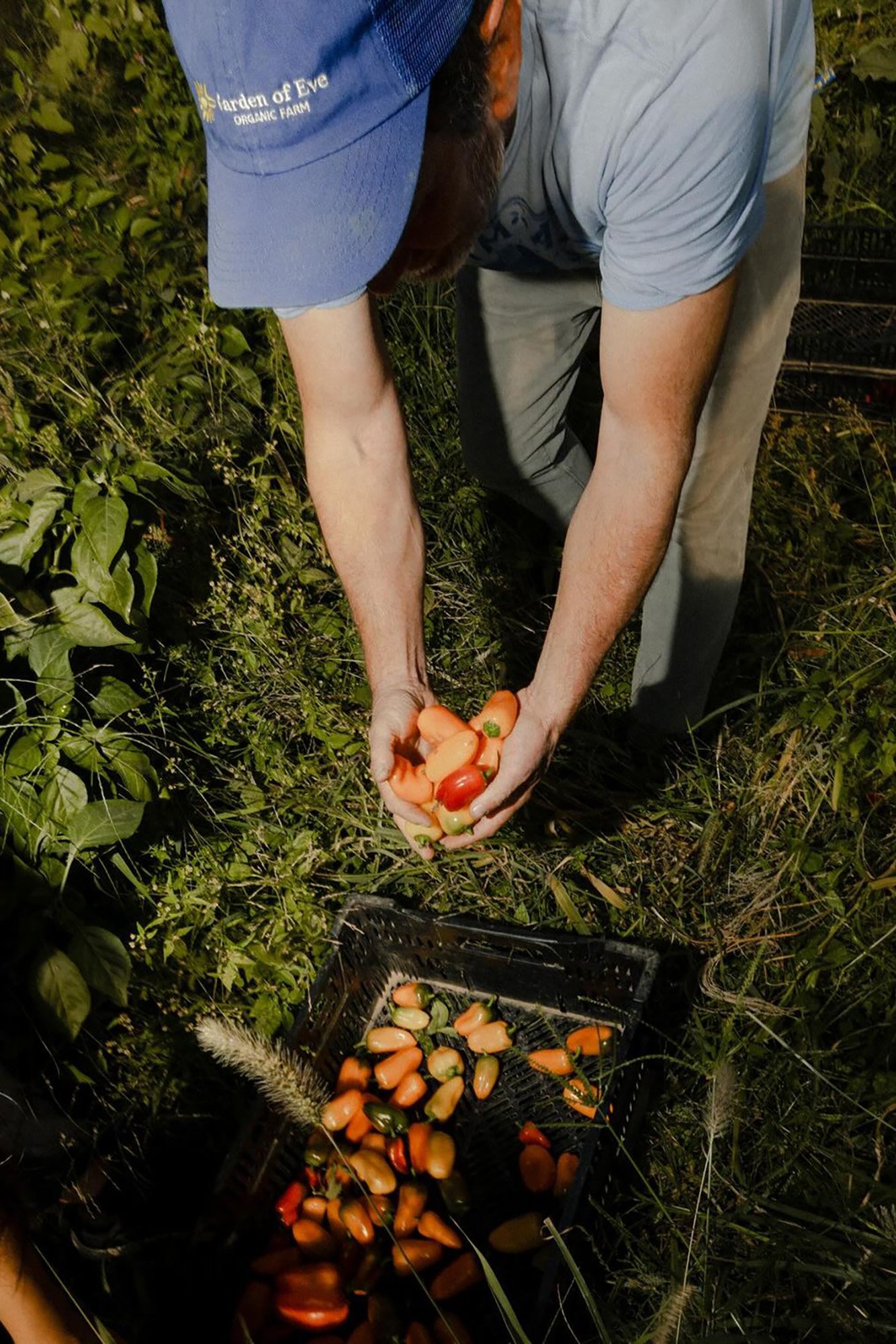Vegetazione e coltivazioni del territorio